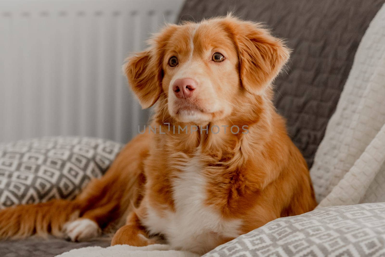 Toller Dog Lies On Couch by tan4ikk1