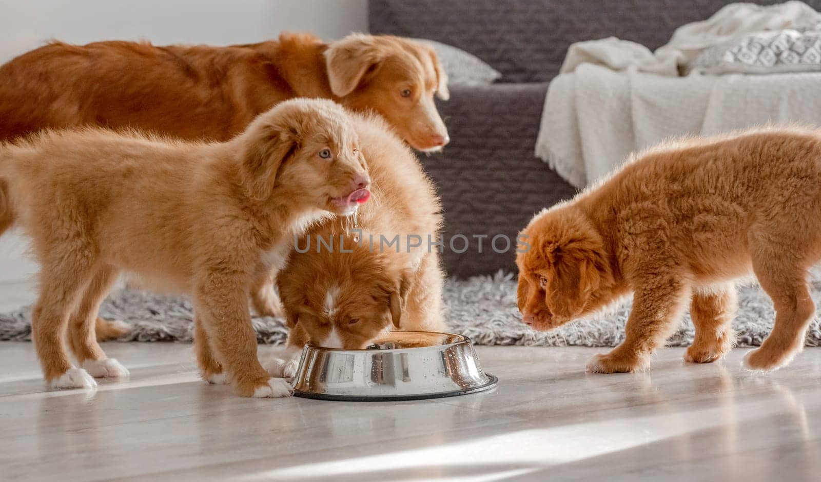 Three Toller Puppies Drinking From One Bowl At Home by tan4ikk1