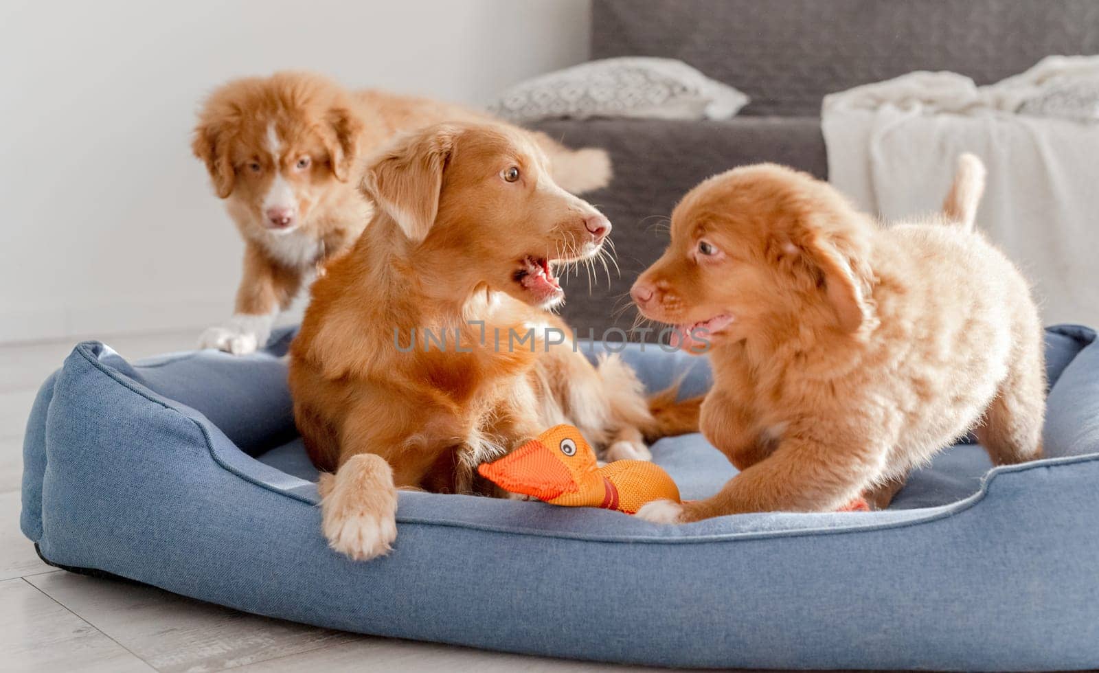 Toller Puppy With Bright Duck Toy In Blue Bed by tan4ikk1