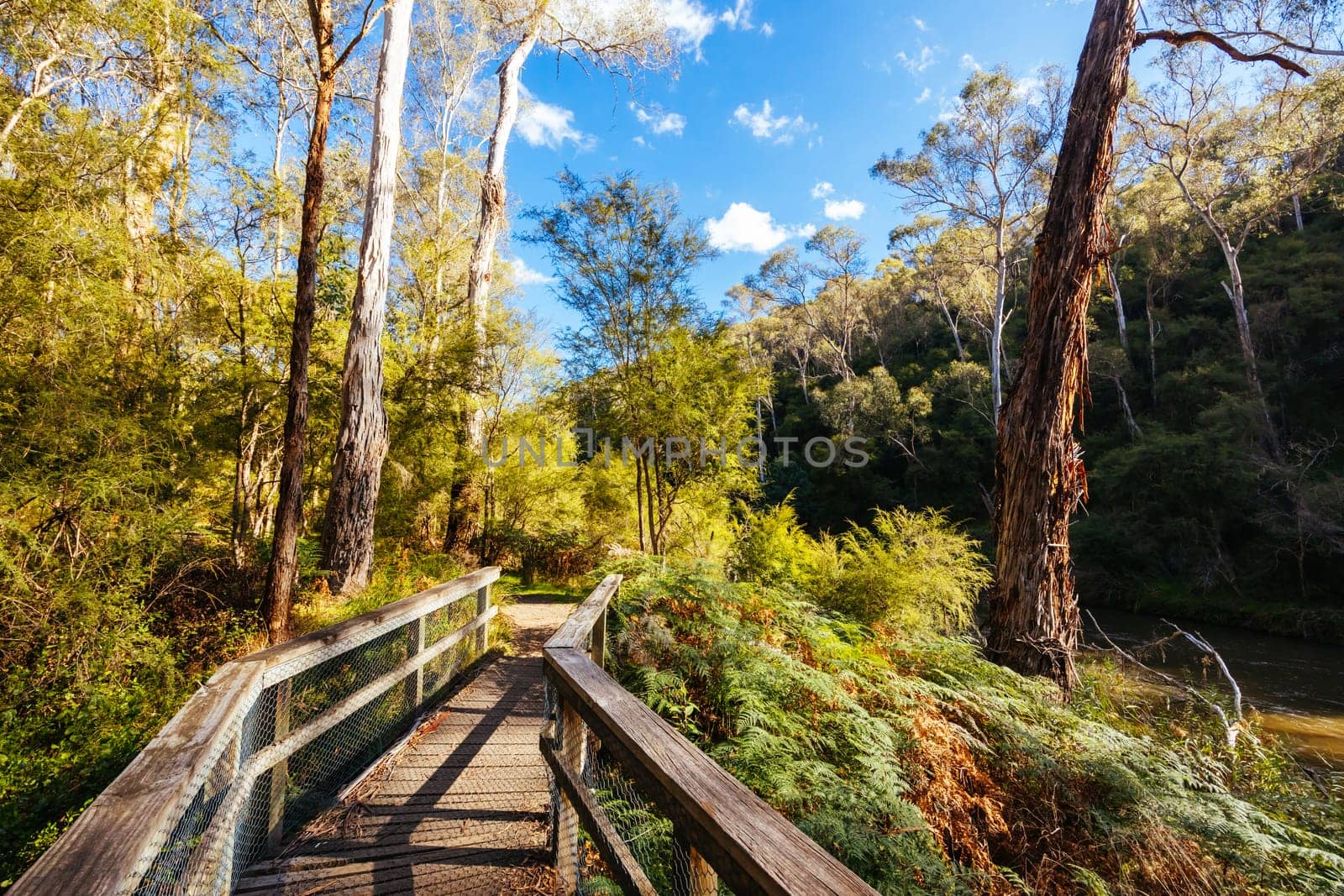 Pound Bend Reserve in Warrandyte State Park on a cool autumn day in Warrandyte, Victoria, Australia.