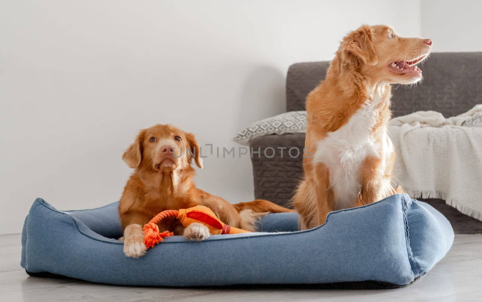 Two Nova Scotia Duck Tolling Retrievers Rest Comfortably In A Blue Dog Bed