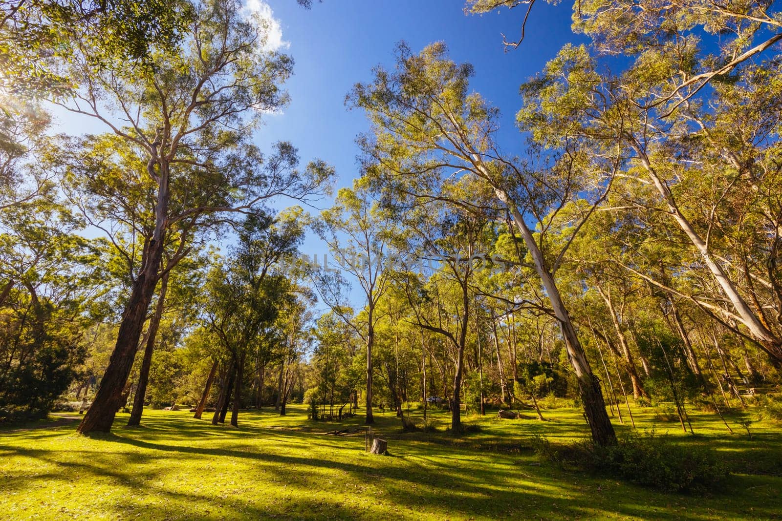 Pound Bend Reserve in Warrandyte State Park on a cool autumn day in Warrandyte, Victoria, Australia.