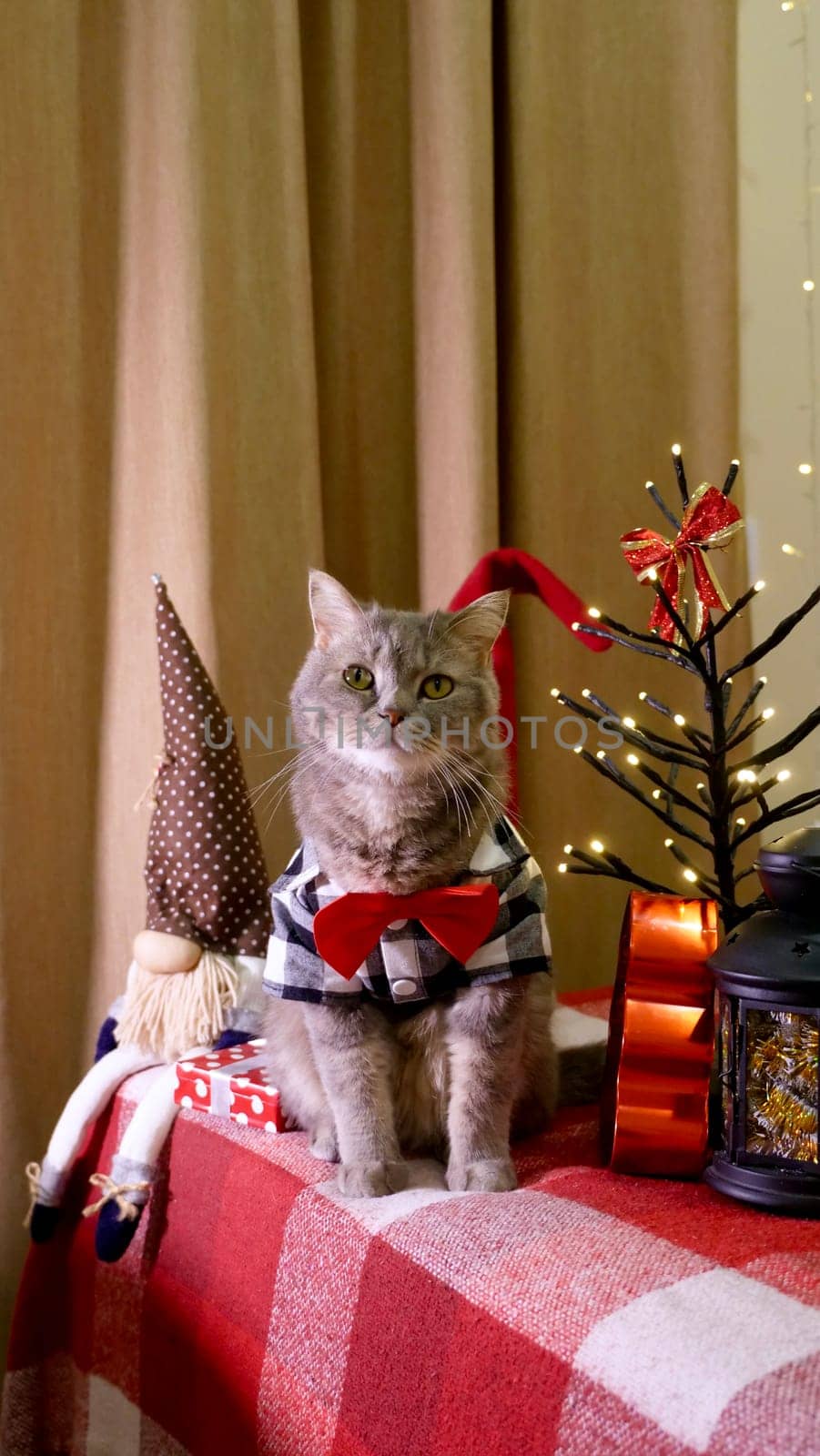 Scottish straight eared cat and red tie decorations on New Year's, celebrating Holiday Christmas. Pet sitting on the bed at home