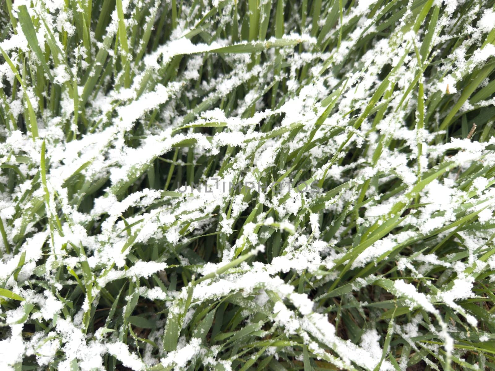 white snow lies on green grass by Igorsmirnof