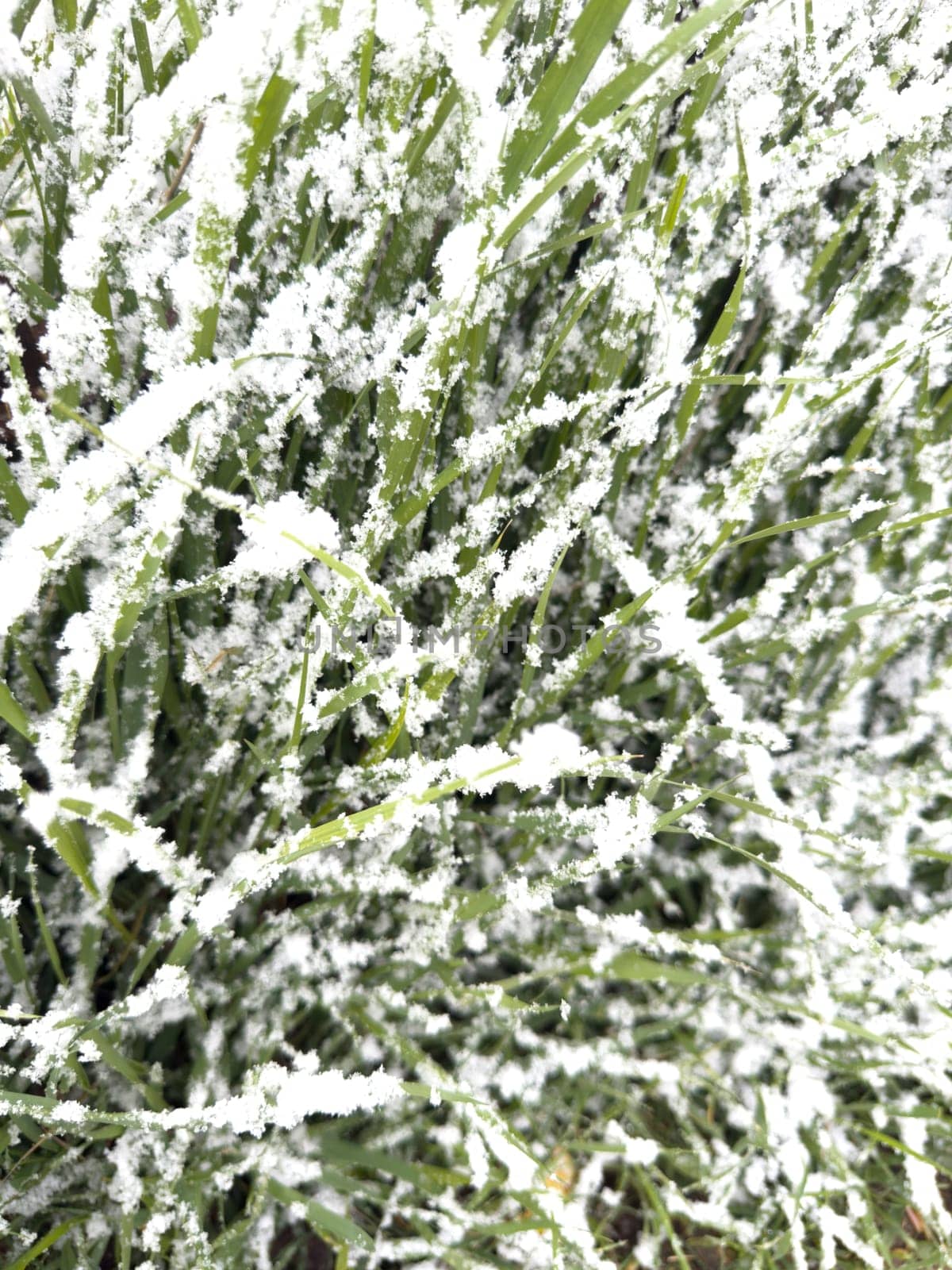 white snow lies on green grass