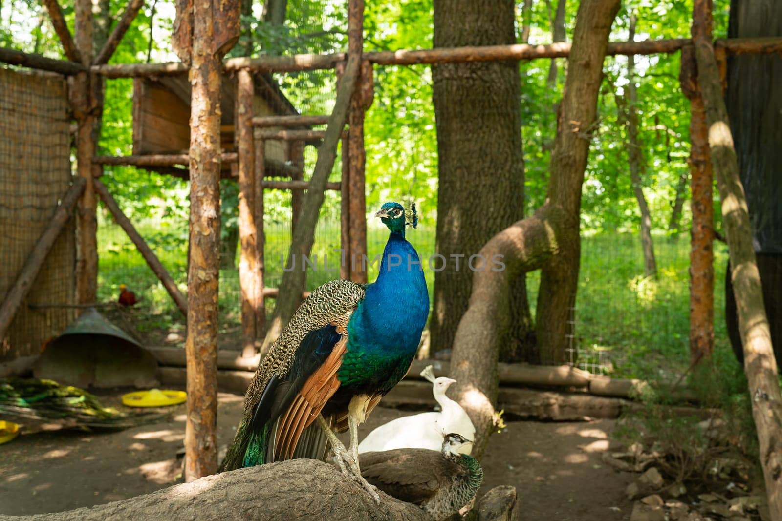 A colorful peacock sat on a wooden fence in a rustic outdoor setting with green foliage and a white peacock tree laying in the background