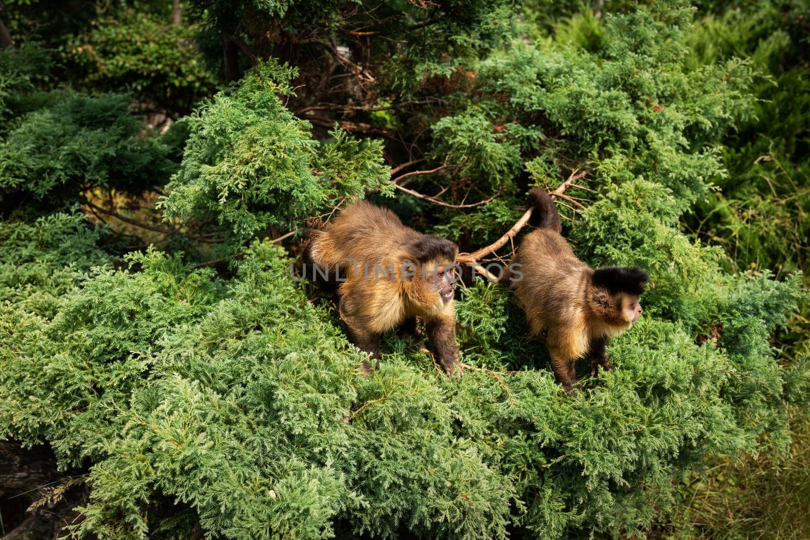 Two capuchin monkeys in lush green foliage, one grooming the other, showcasing natural behavior and wildlife