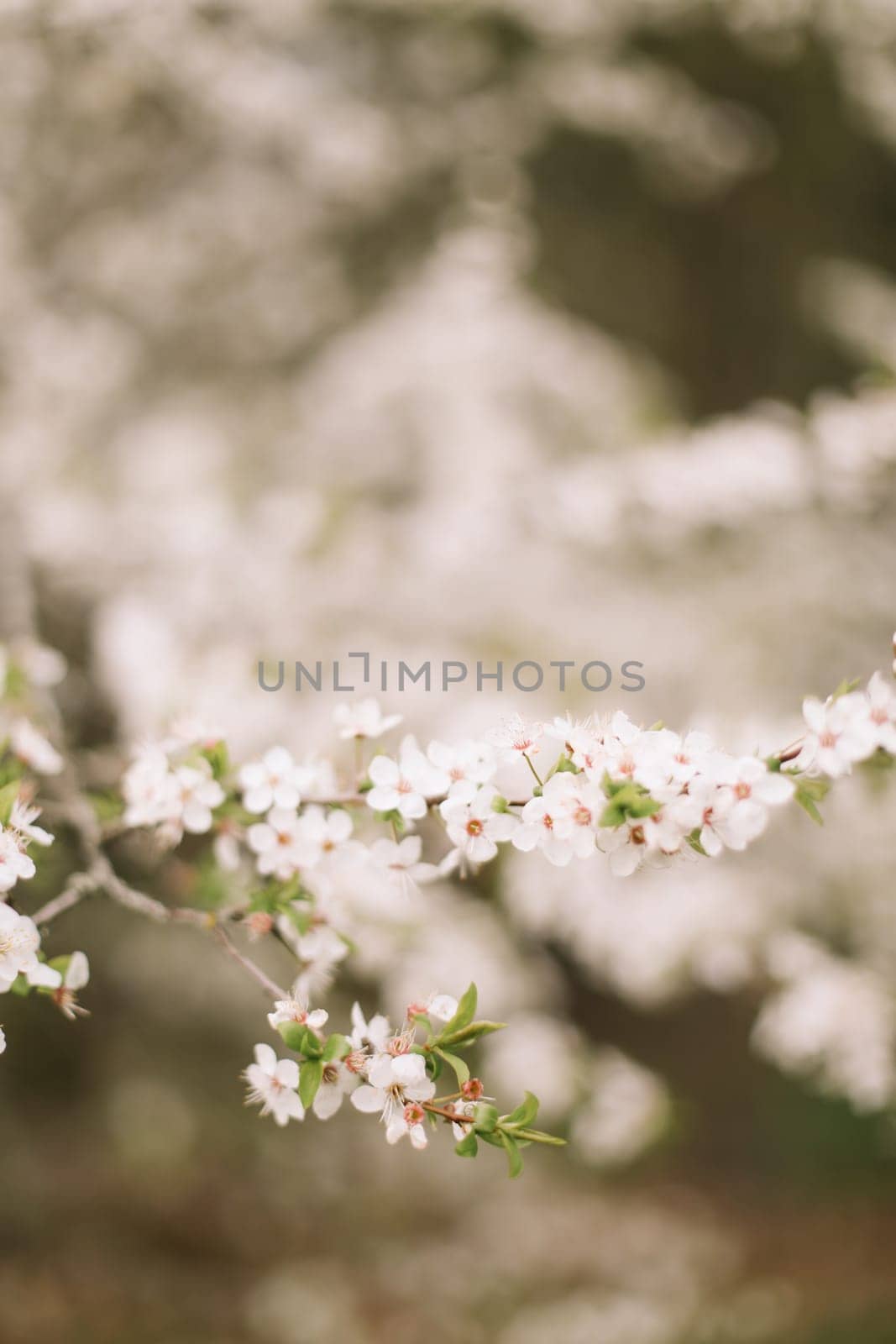 Branches of blossoming cherry or apple tree macro with soft focus on gentle light nature background in sunlight with copy space. Beautiful floral image of spring nature panoramic view by paralisart