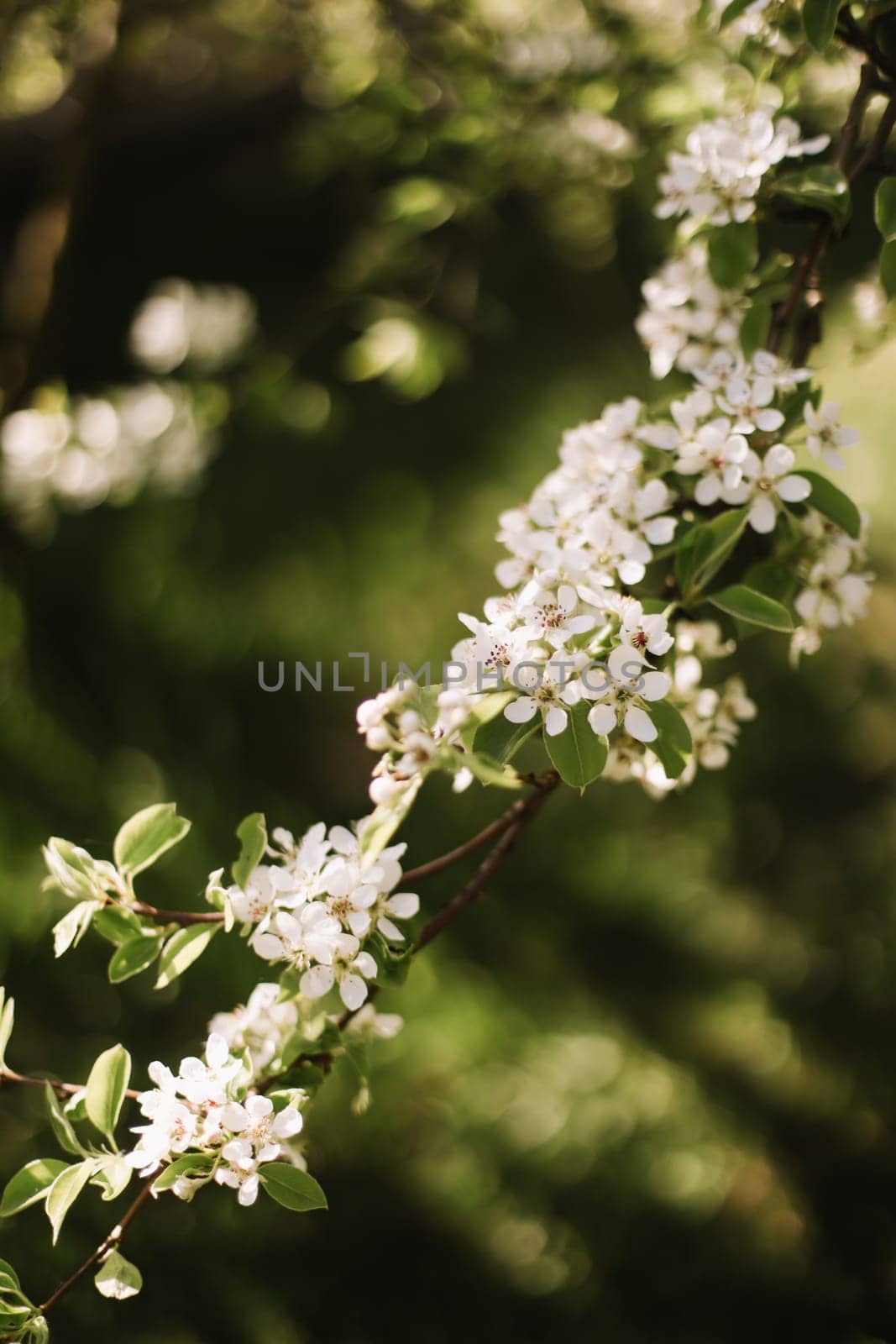 Branches of blossoming cherry or apple tree macro with soft focus on gentle light nature background in sunlight with copy space. Beautiful floral image of spring nature panoramic view by paralisart