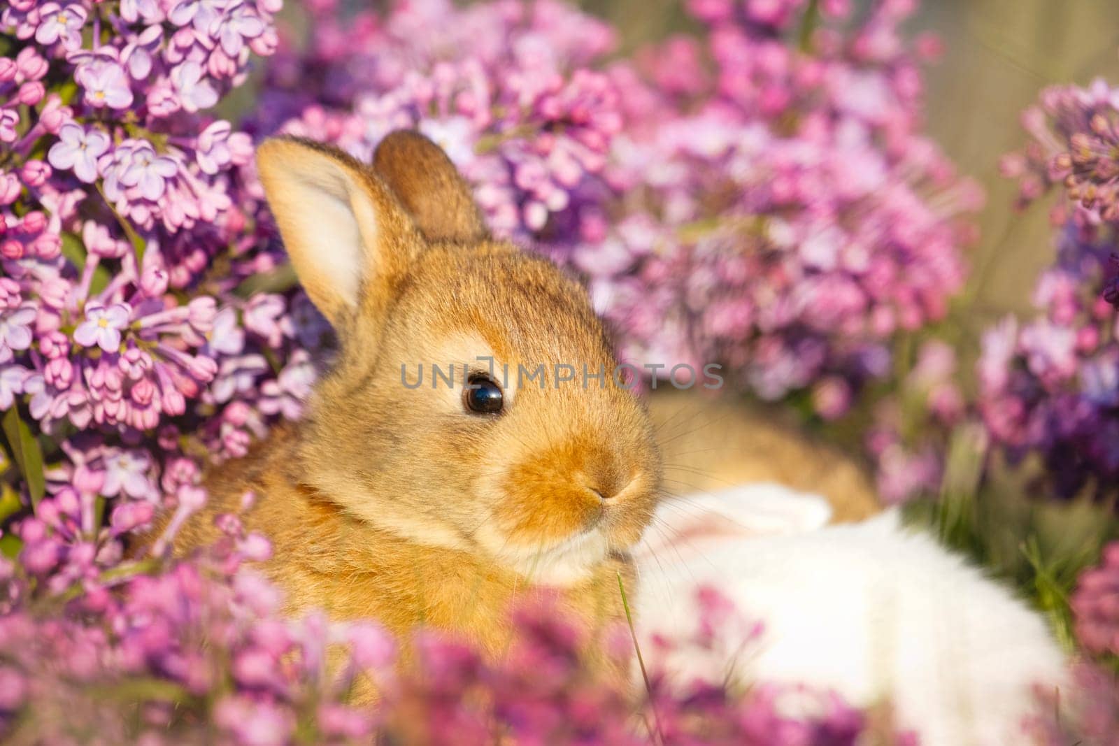 cute rabbit close-up portrait in lilac flowers, animals baby , easter