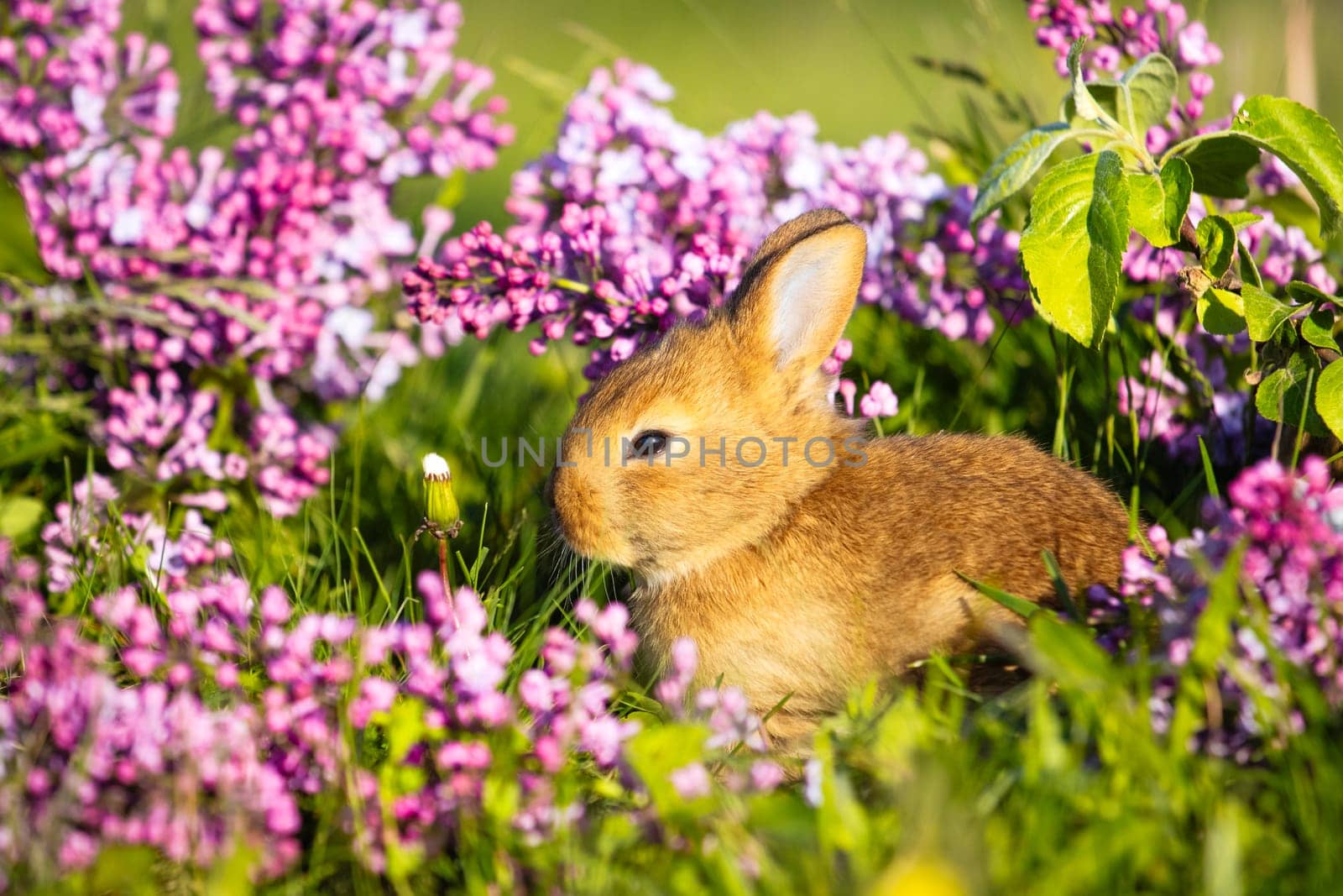 cute red rabbit in lilac flowers,animals baby , easter