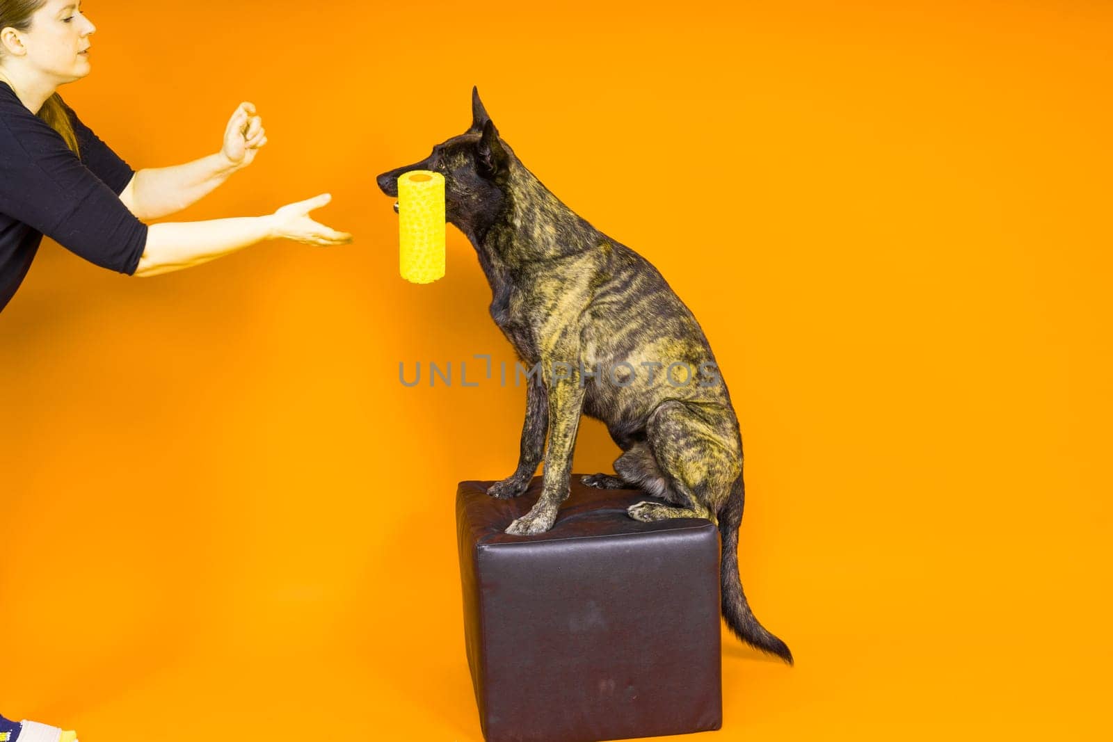 A dog builder is holding a roller brush. Red yellow background. Isolated. Dutch shepherd by Zelenin