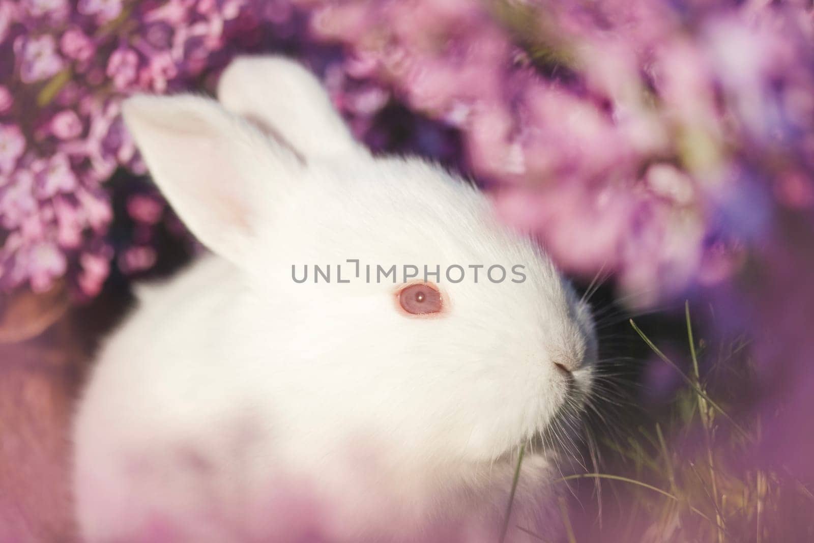 cute white rabbit close-up portrait in lilac flowers, animals baby , easter