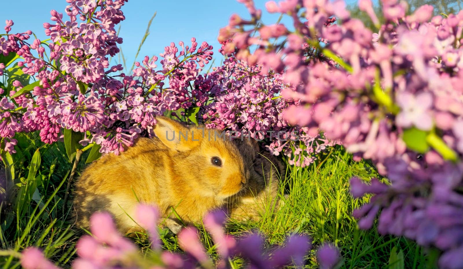 rabbit among lilac flowers in the sunset raysspring and summer
