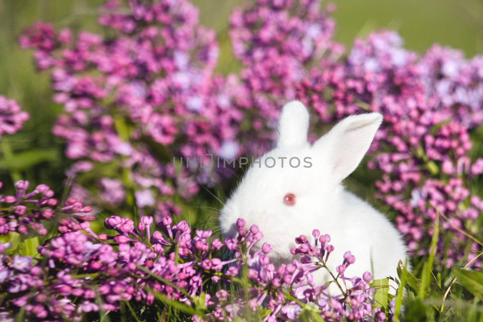 white rabbit in lilac flowers, animals baby , easter