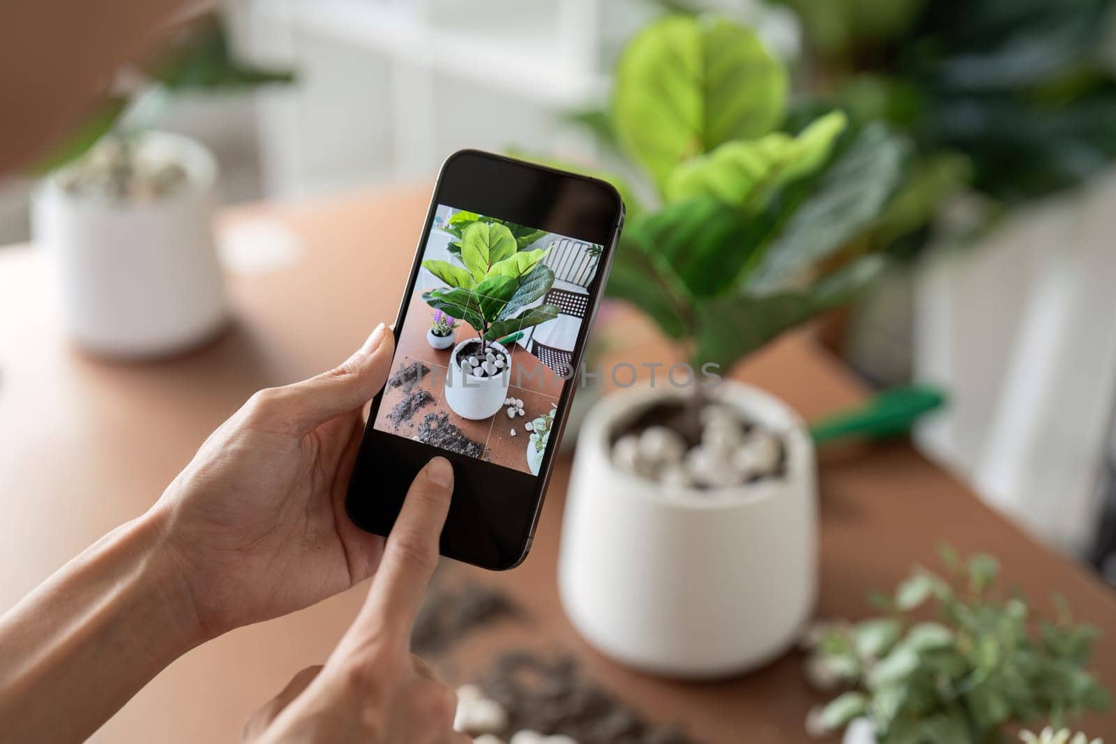 Hobby, young woman hand using mobile phone taking photo of pot, houseplant with dirt soil on table at home.