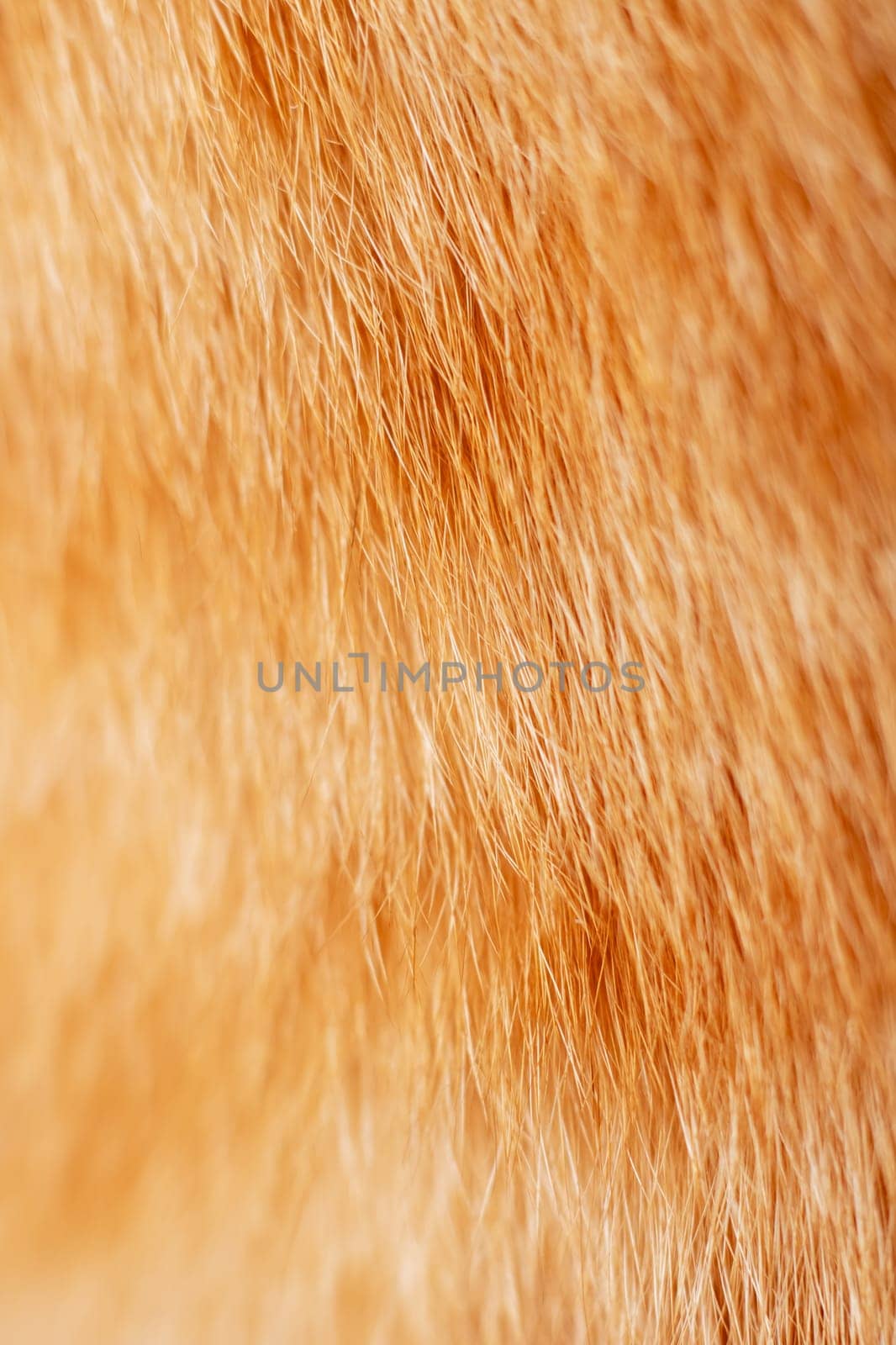 A closeup of a cats fur reveals its texture and pattern close up