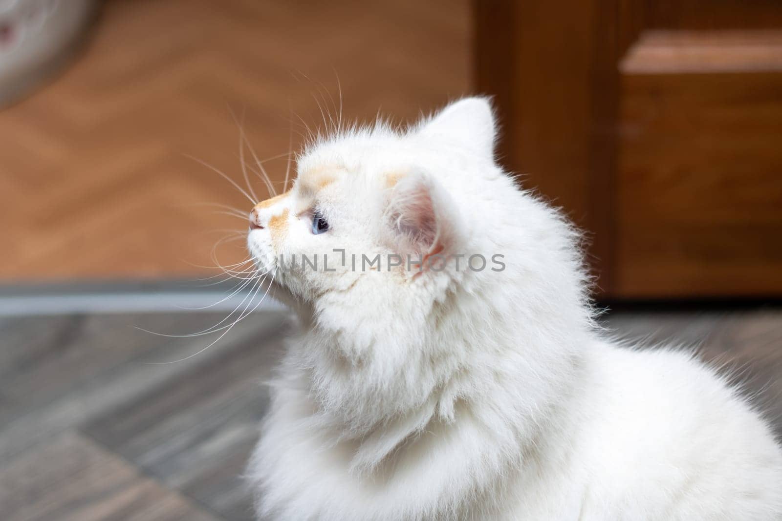 A closeup of a small to mediumsized Felidae cat with blue iris eyes, white fur, whiskers and fawn snout, staring out a window