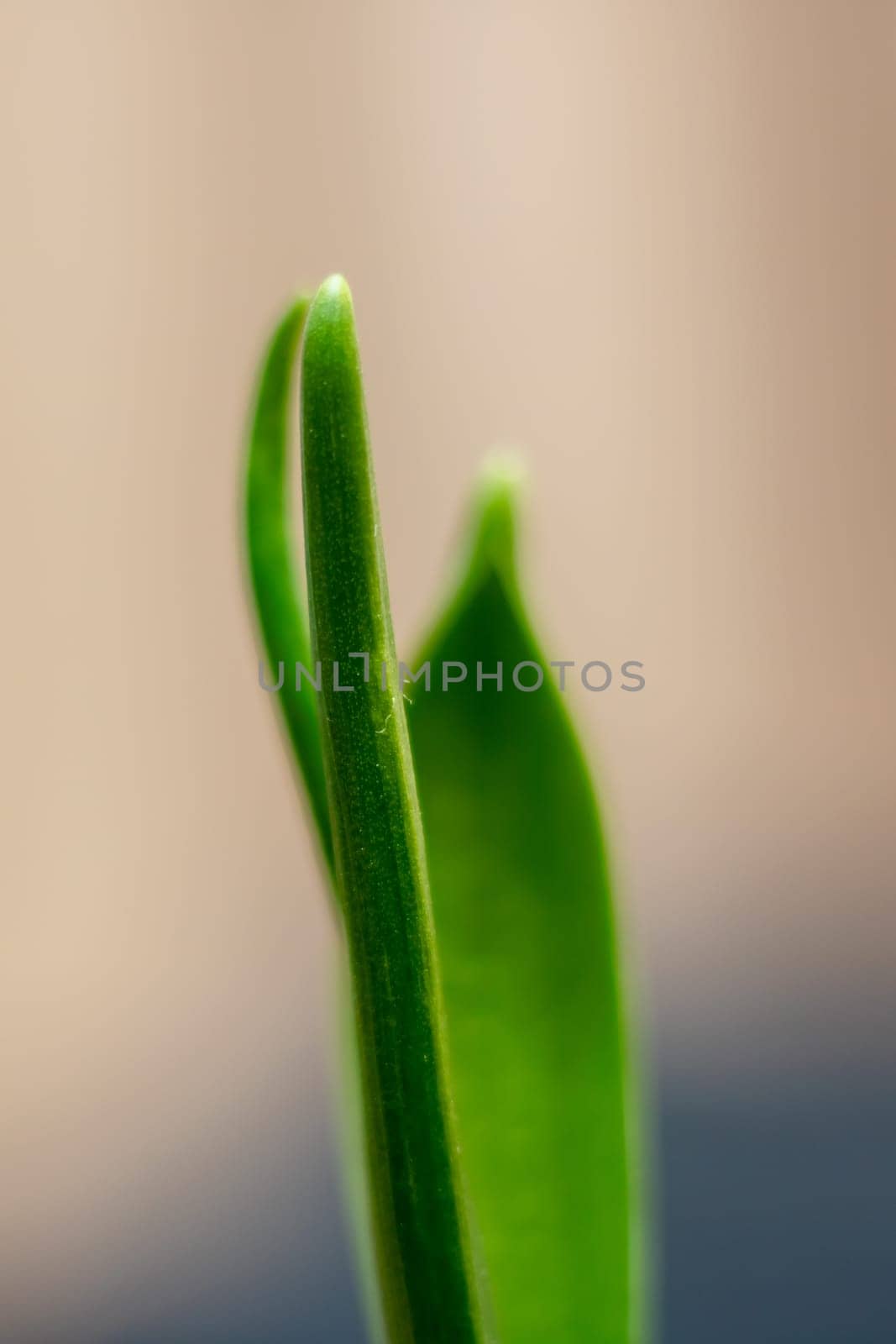 A small houseplant is sprouting from an automotive tire in the form of a flowering plant. It is standing out in a unique way as it grows from an unconventional container