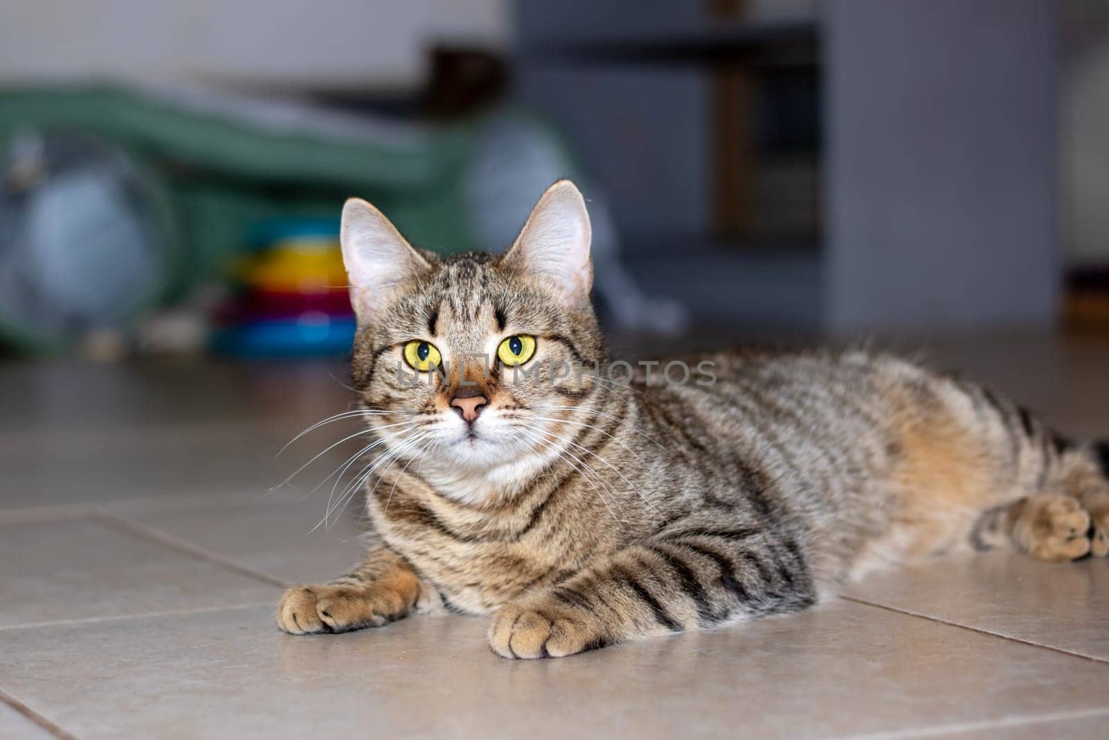 Cute grey cat lying on the floor close up