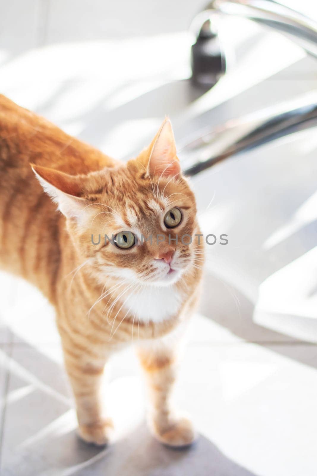 A small to mediumsized cat with orange and white fur, whiskers protruding from its snout, standing next to an office chair in a terrestrial setting