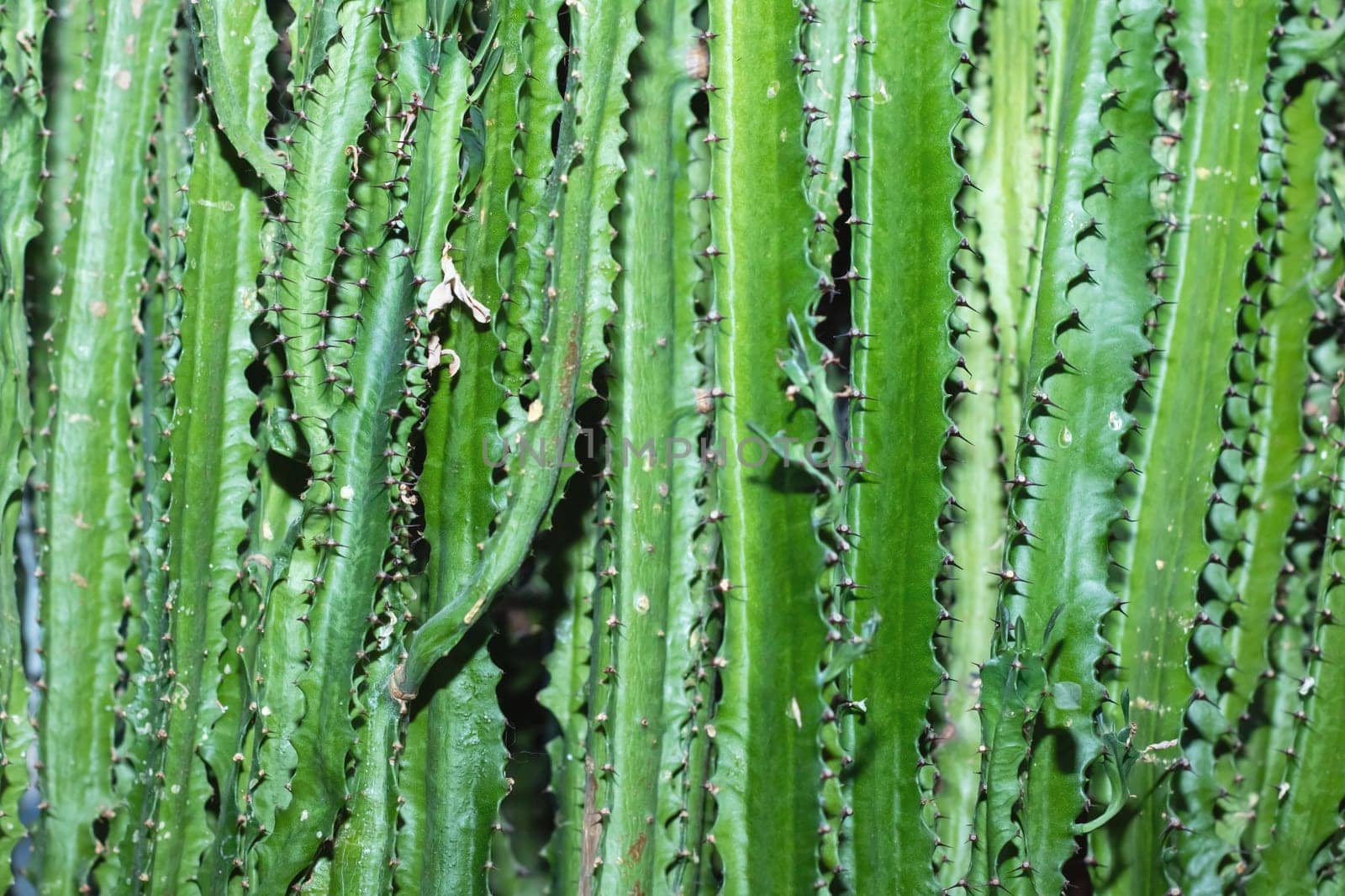 A close up of a terrestrial plant from the grass family, displaying an abundance of green leaves and thorns, showcasing the beauty of botany