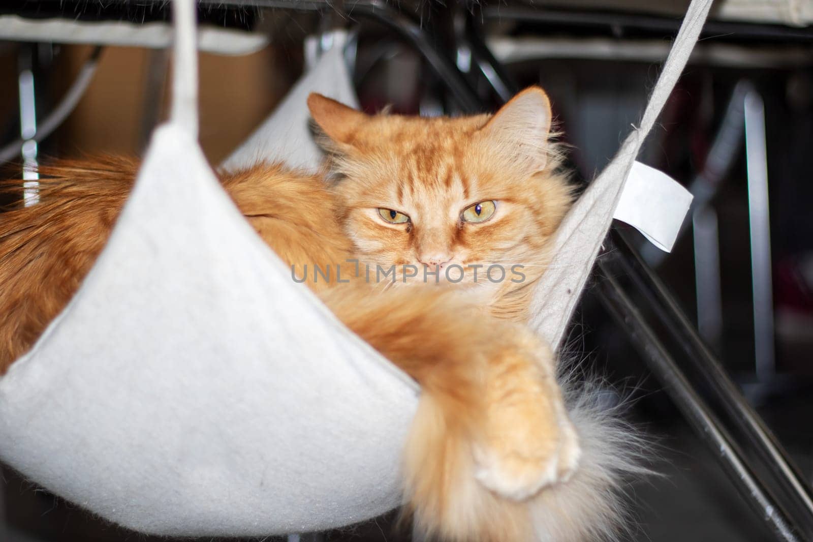 A domestic shorthaired orange cat with whiskers and fur is lounging in a white hammock. This carnivore from the Felidae family has a fawn tail and sharp claws