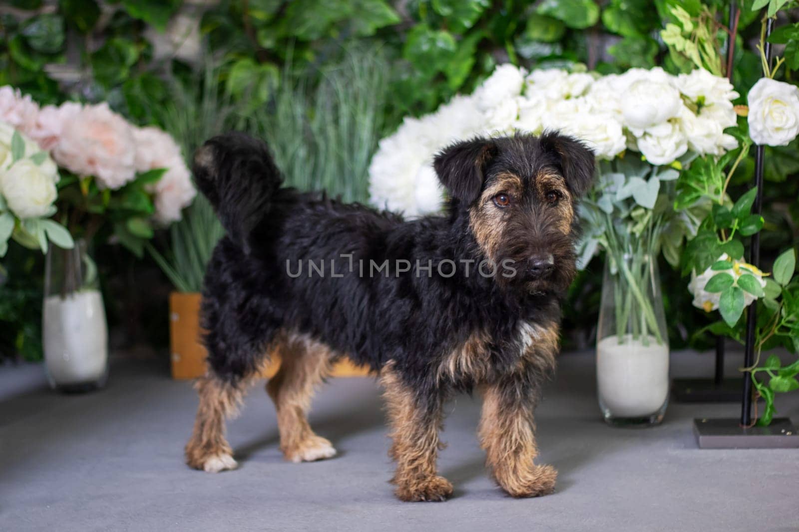 A small companion dog is standing in front of colorful vases filled with various flowers. The botany enthusiast admires the vibrant display of flowers in flowerpots