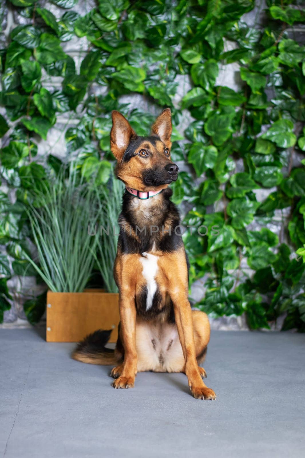 An Old German Shepherd Dog, a herding breed and working dog known as the King Shepherd, a terrestrial carnivore, is standing in front of a wall of leaves