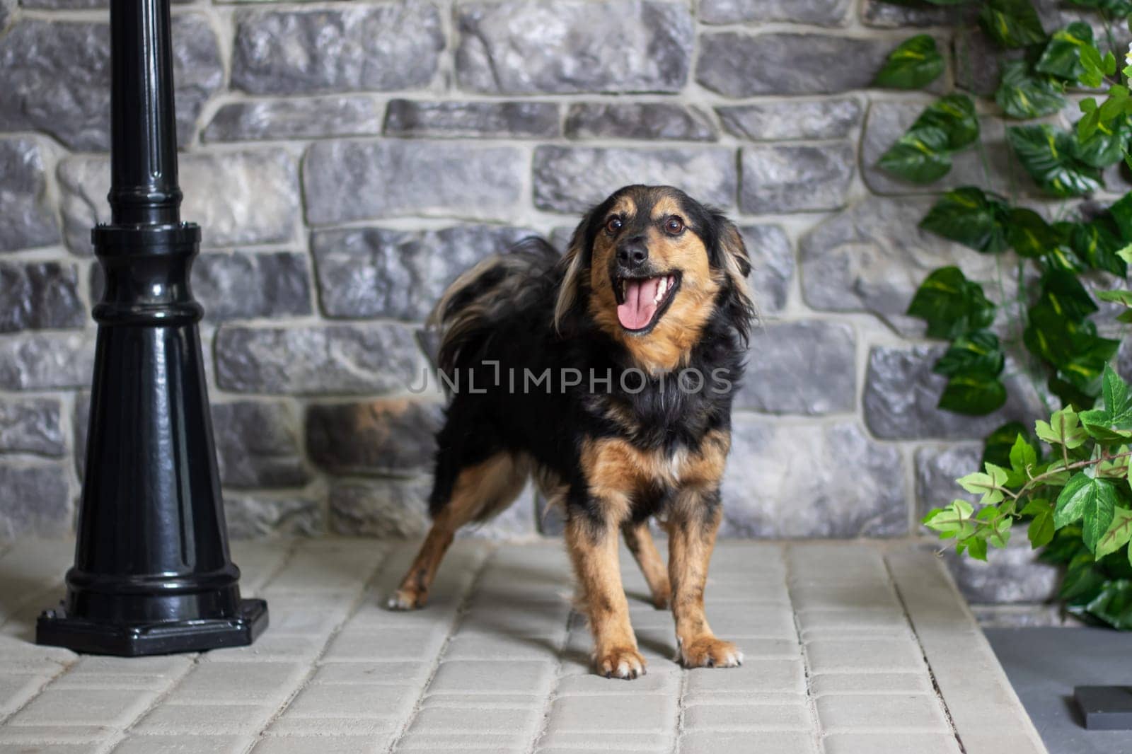 Brown and black dog standing by houseplant in front of brick wall close up