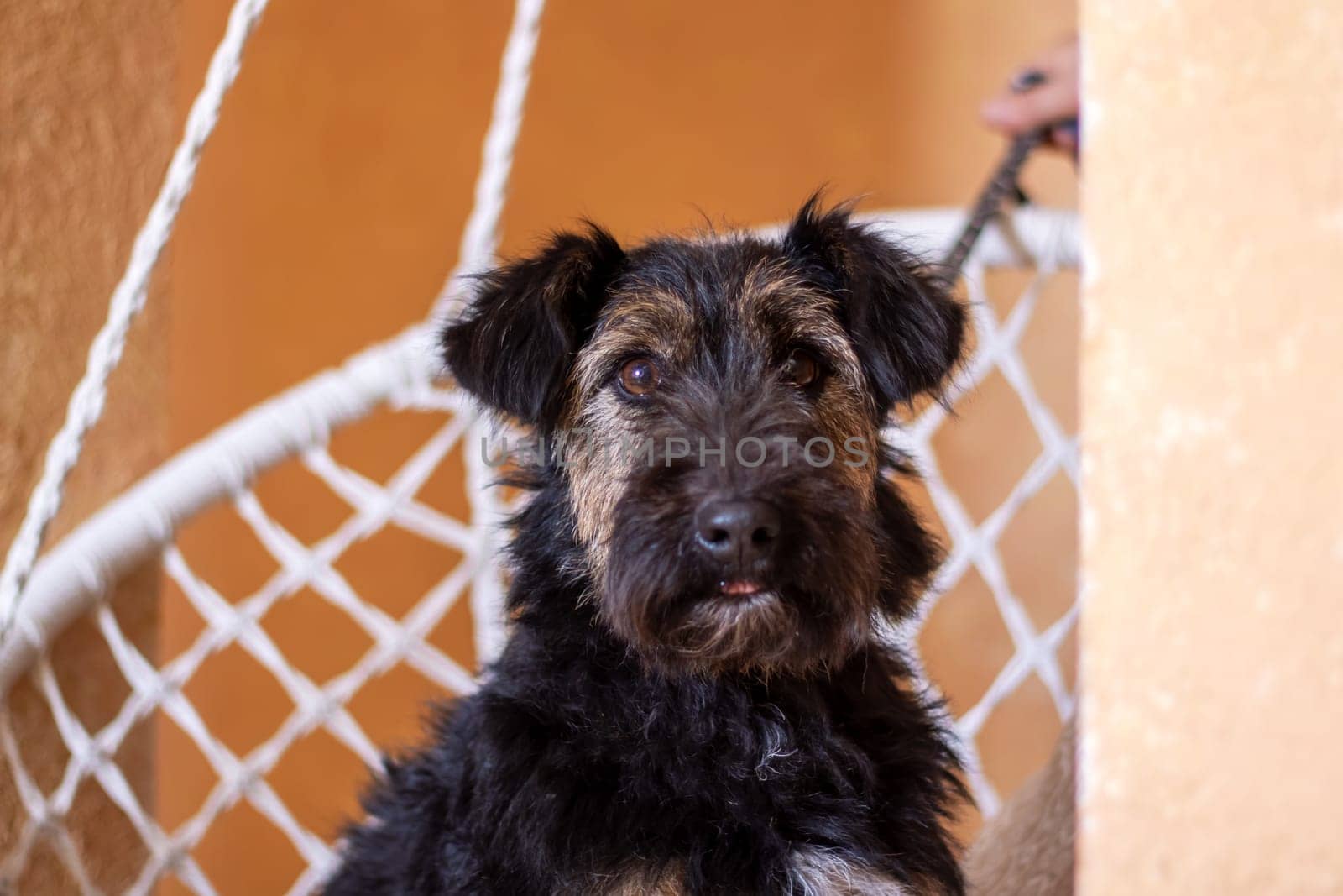 A small black Fawn Terrier dog from the Sporting Group is lounging in a mesh hammock