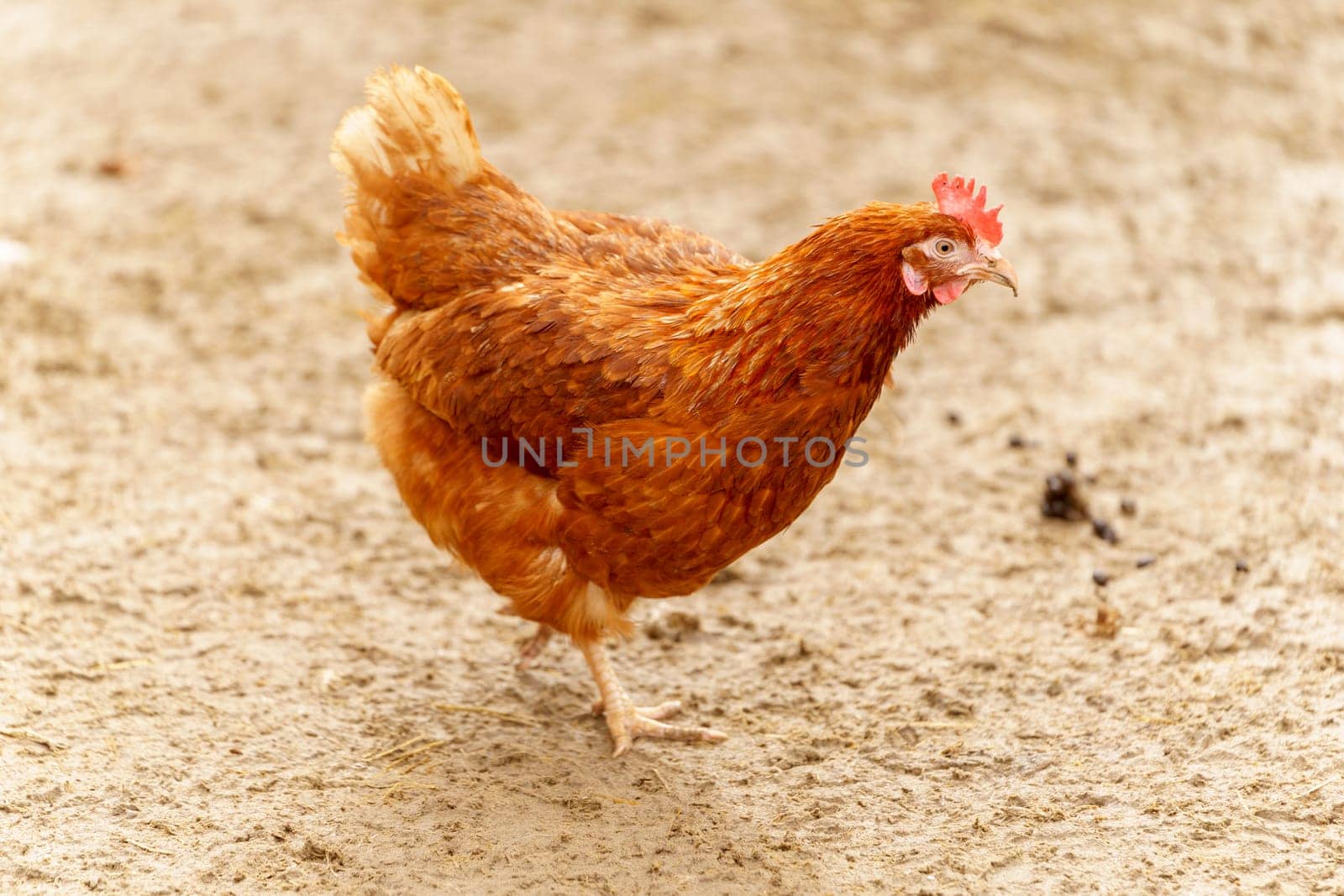 Chicken are seen standing on top of a dirt ground, pecking and scratching at the surface. by darksoul72