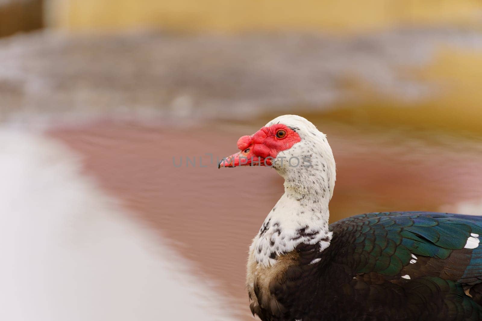 Muscovy duck, with distinctive black and white plumage, stands gracefully beside a tranquil body of water on a farm. by darksoul72