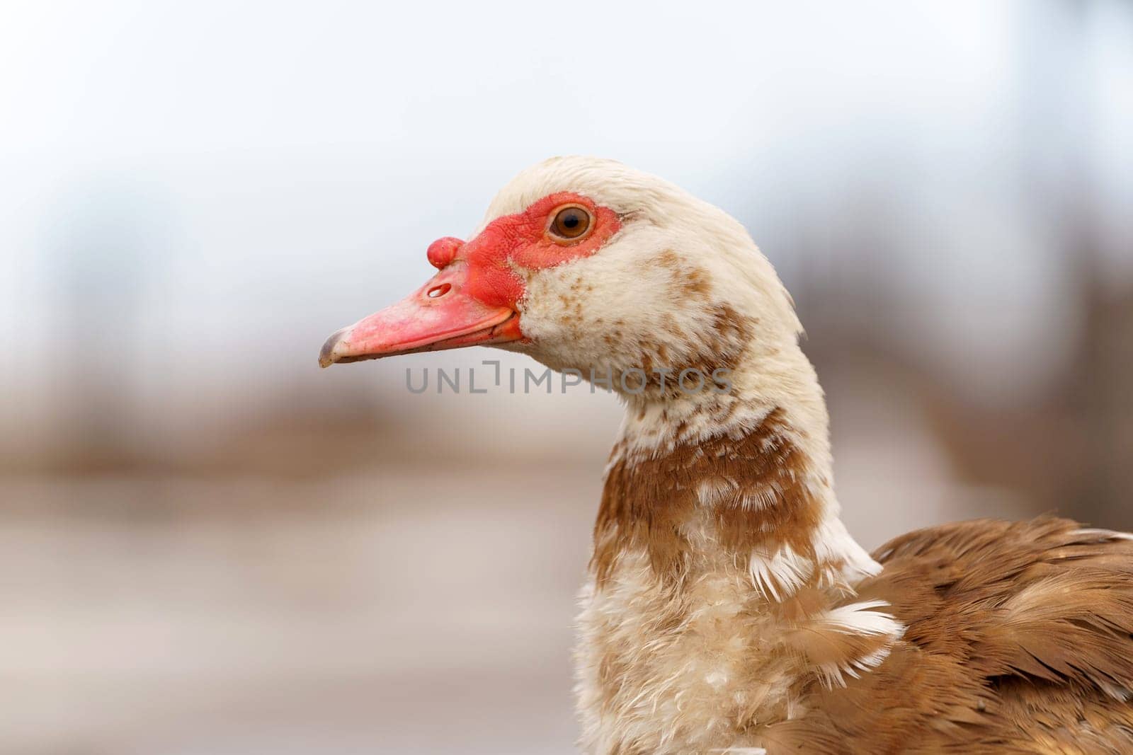 Muscovy ducks standing next to each other on a farm, selective focus by darksoul72