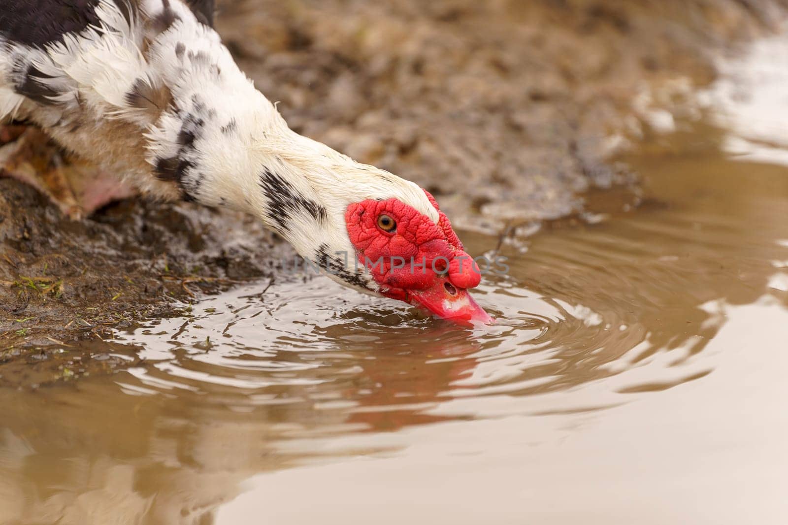 Muscovy Duck Foraging at Farmstead at Dusk. Selective focus. Close up by darksoul72