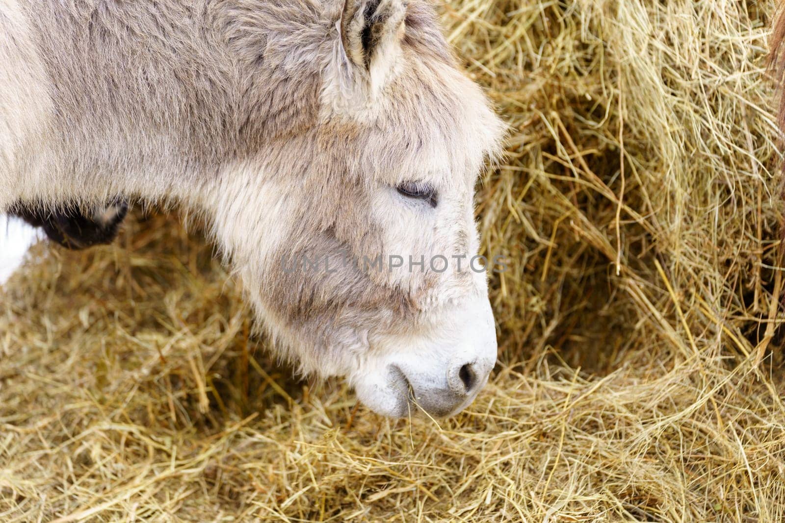 Donkey feeds on hay, showcasing its strength and elegance in the peaceful setting.