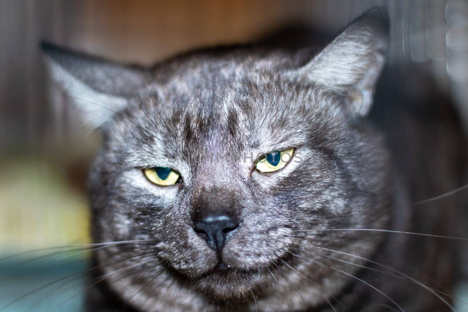 A domestic shorthaired cat with gray fur and yellow eyes is lounging on a blanket. This small to mediumsized Felidae carnivore has whiskers and a snout, resembling a Bombay breed