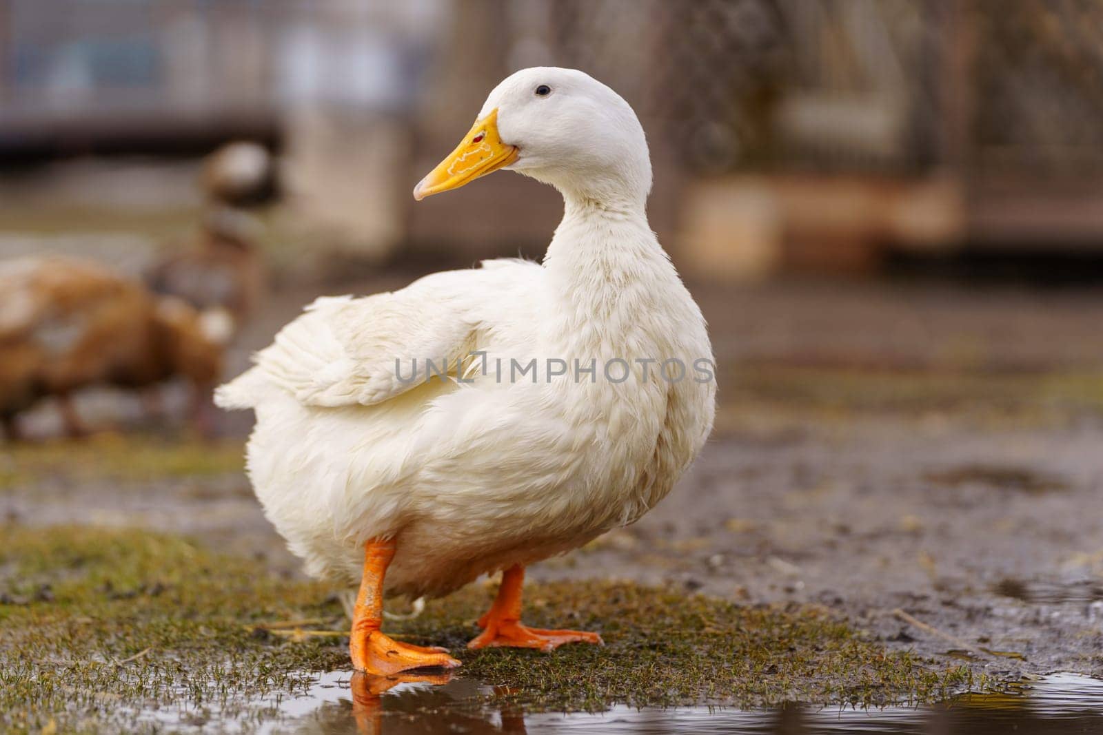 Graceful white duck stands elegantly on top of a small puddle of water on farm by darksoul72
