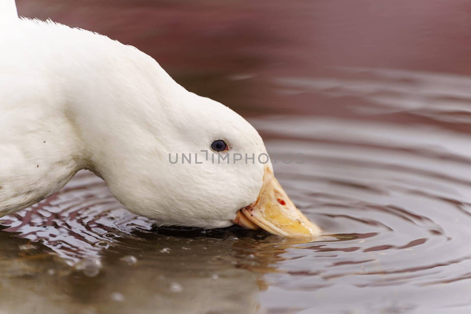 Duck gracefully submerges its head into the water, showcasing its elegant movements on farm by darksoul72
