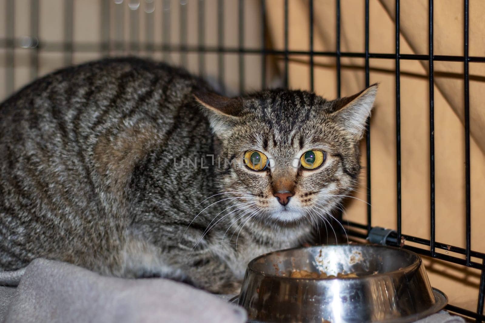 A Felidae, carnivorous, small to mediumsized cat with whiskers and snout is eating food from a bowl in a cage. This terrestrial animal with fur is usually found in the wild