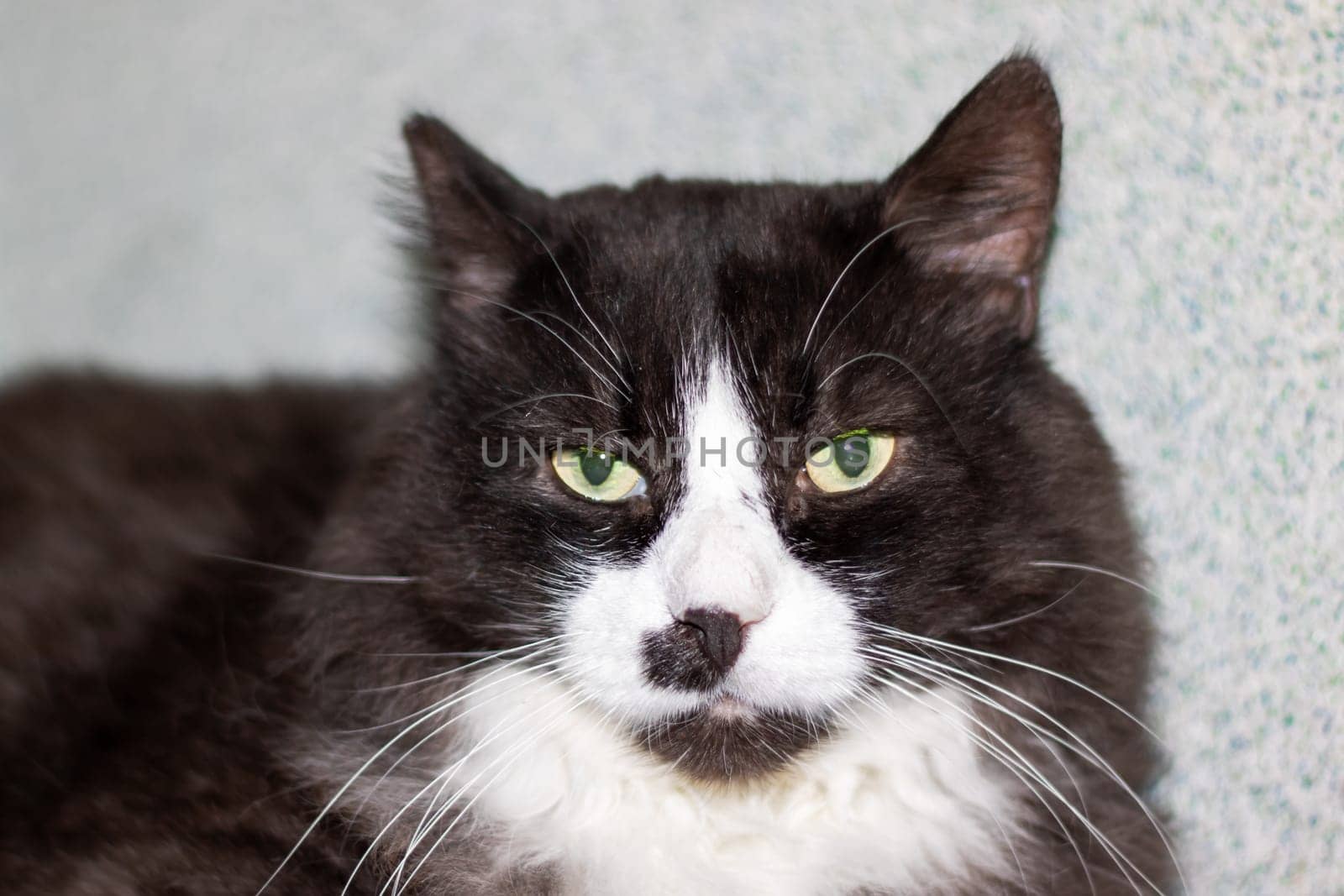 A small to mediumsized black and white Felidae cat with green eyes is lounging. Its whiskers and fur shine in the monochrome photography