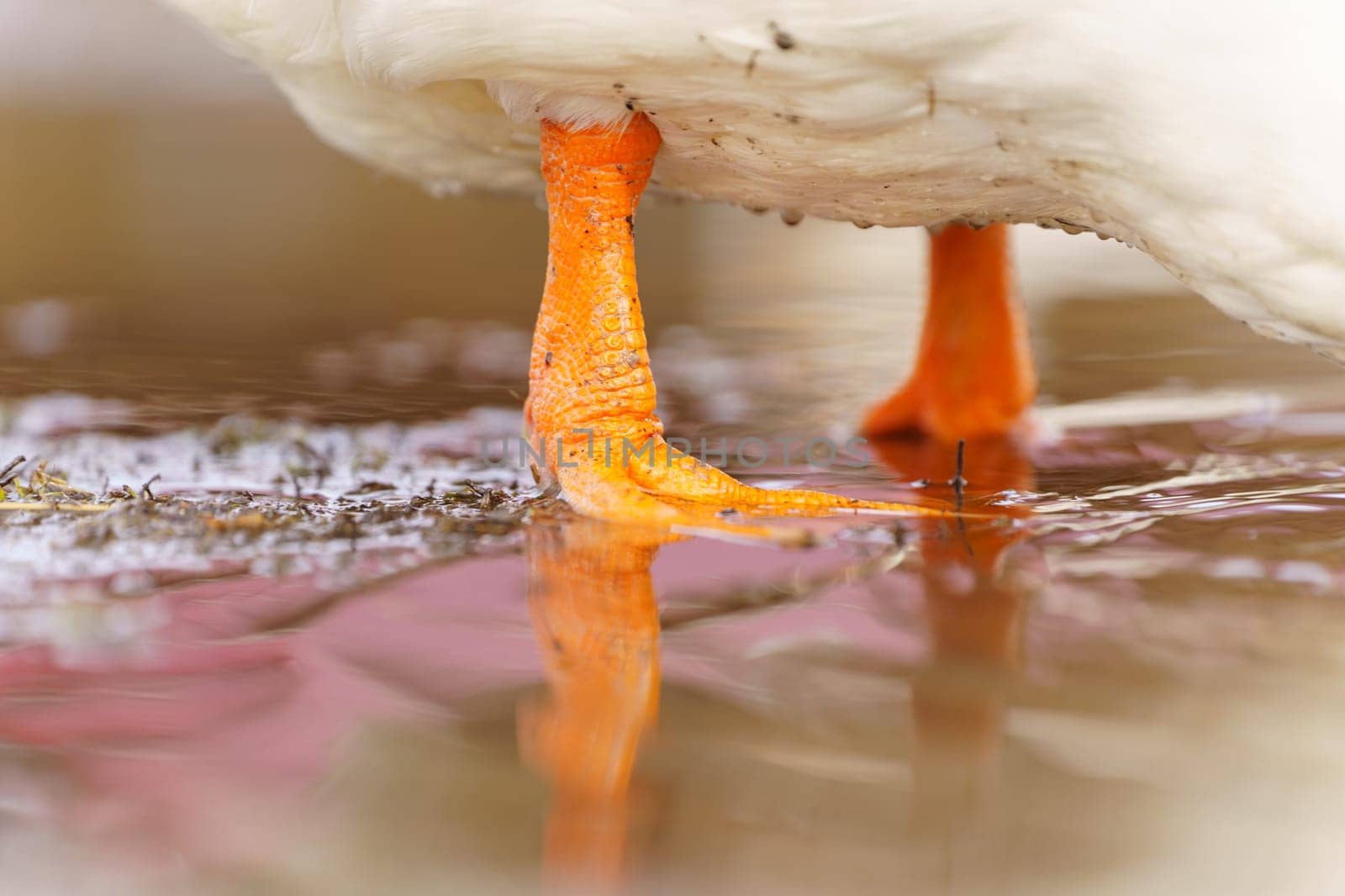 Graceful white duck leg stands elegantly on top of a small puddle of water on farm by darksoul72