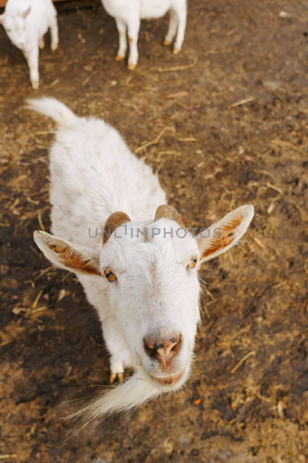 Graceful White Goats Freely Roaming on terrain on farm. Selective focus. Vertical photo by darksoul72