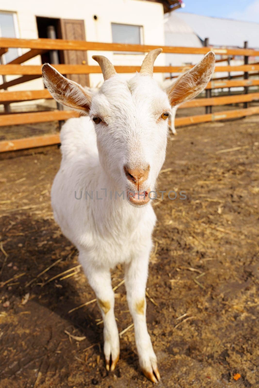 White Goat Standing on Field, selective focus. Vertical photo by darksoul72