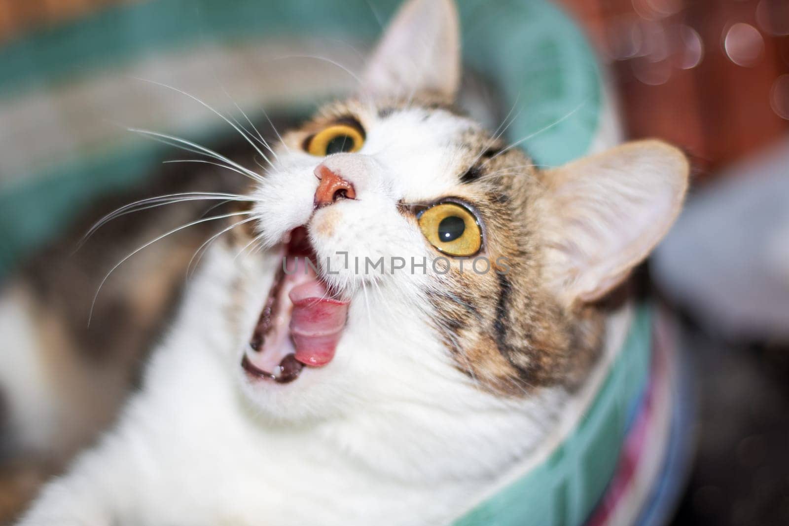 A closeup image capturing a Felidae in midyawn, showing its fangs and carnivore teeth. The small to mediumsized cats whiskers and snout add to the striking image