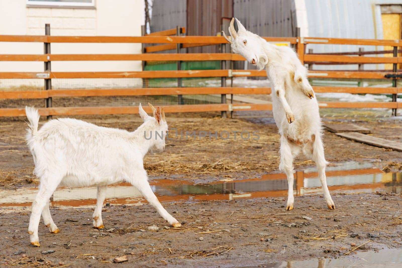 Goats on farm look peaceful and content in their enclosed environment. Selective focus. by darksoul72