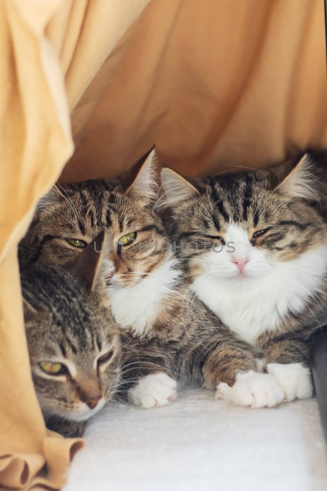 Three Felidae, small to mediumsized cats with whiskers and fur, are sitting in a cage, staring at the camera. One is a domestic shorthaired cat. The cage has a door and is placed next to a tree