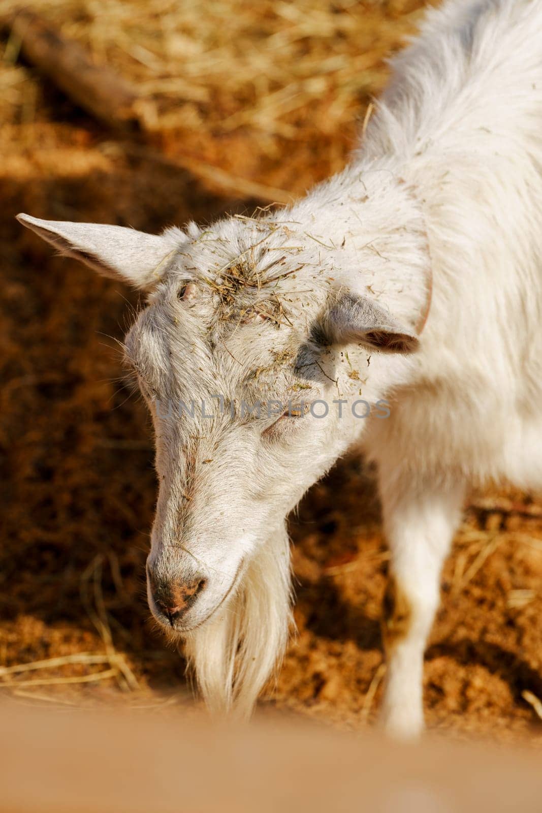 Goat peacefully grazing in field under the warm sunlight, showcasing its beauty and tranquility. by darksoul72