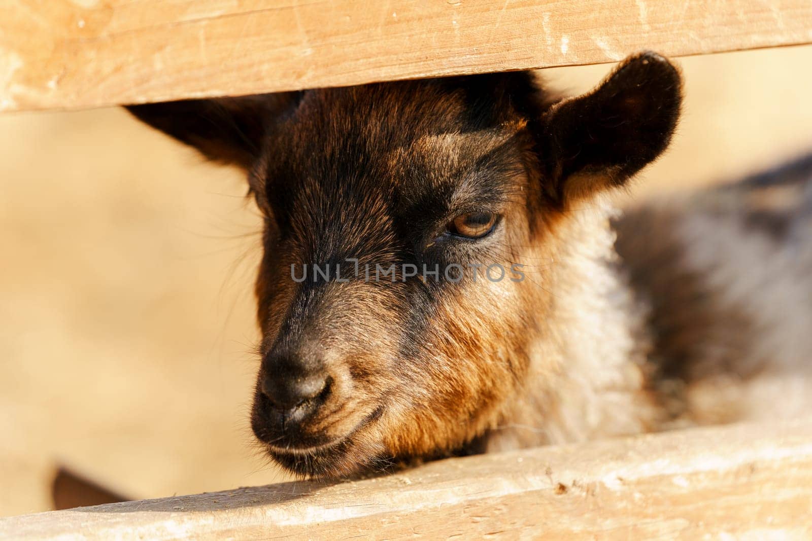 Close-up view of a curious goat surrounded by wooden fencing in a rustic pen. by darksoul72