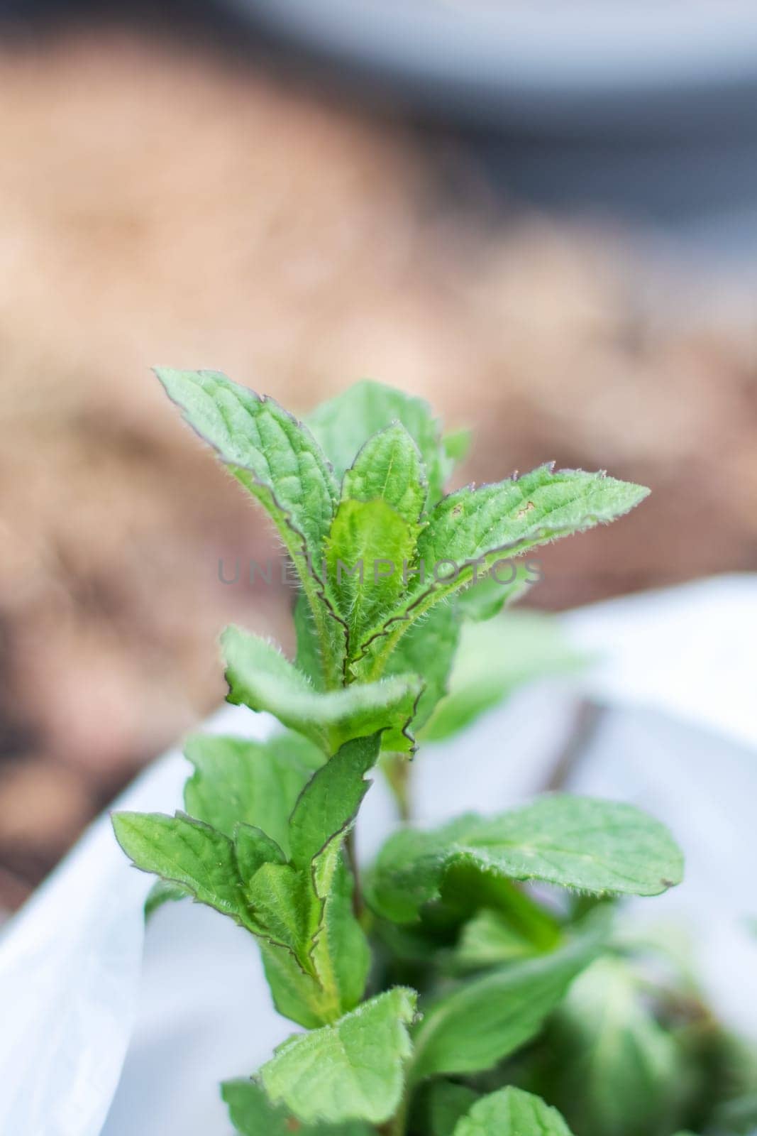 A close up of a mint plant, an annual flowering plant used as a fine herb ingredient, in a plastic bag as a groundcover for an event showcasing terrestrial plants like Stevia rebaudiana